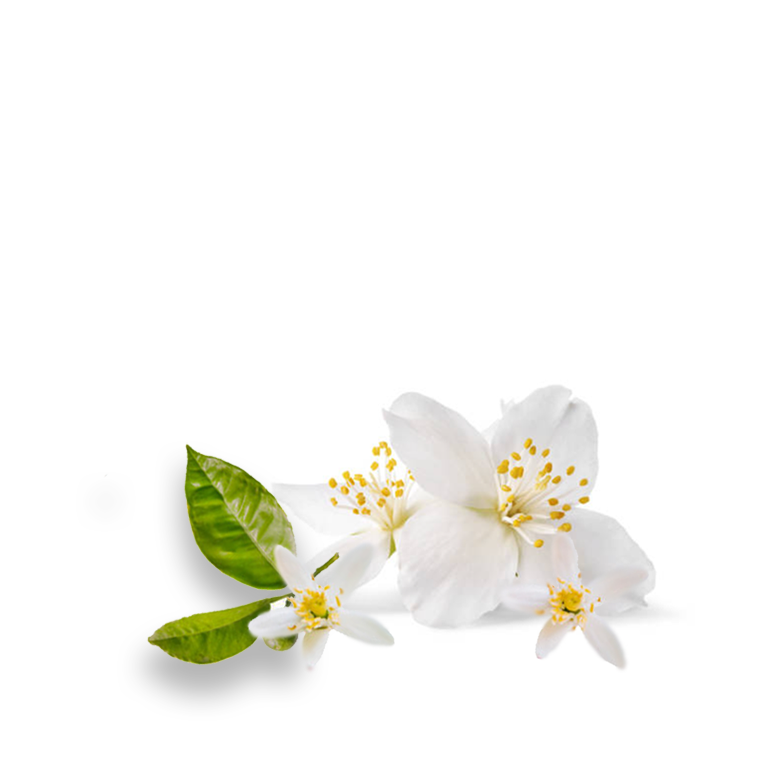 No.02 SOLEIL - The CLASSIC- (Orange Flower, Lemon, Musk)